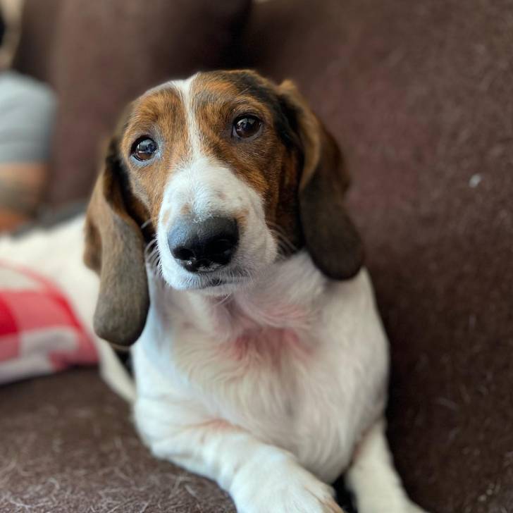 Un Basschshund allongé sur un canapé et regardant vers la caméra 