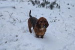 Un Basschshund sur une surface enneigée 