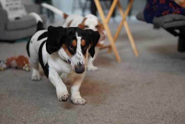 Un Basschshund marchant sur une moquette et semblant détendu 