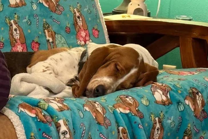Un Basschshund allongé sur un fauteuil et semblant dormir 