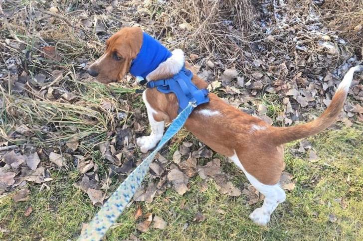 Un Basschshund sur une surface herbacée et qui est tenu en laisse 