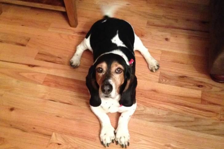 Un Basschshund sur un plancher et regardant vers la caméra 