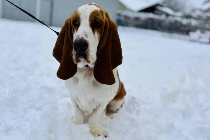 Un Basschshund sur une surface enneigée et qui est tenu en laisse 