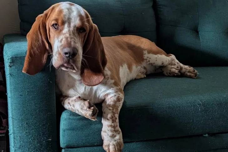 Un Basschshund allongé sur un canapé et regardant vers la caméra 