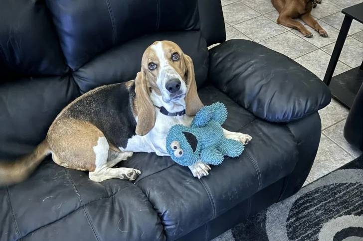 Un Basschshund allongé sur un canapé et portant un collier autour du cou