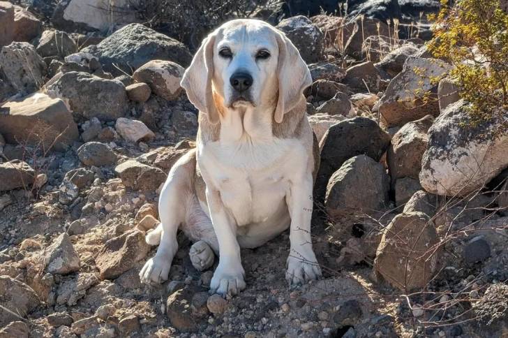 Un Basschshund assis sur une surface rocailleuse et regardant vers la caméra 