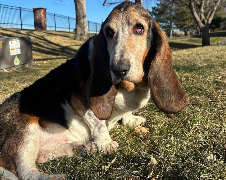 Un Basschshund assis sur un terrain herbeux et semblant détendu 