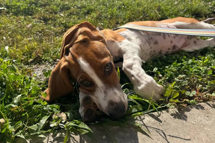 Un Basschshund allongé sur une surface herbacée et qui est tenu en laisse 