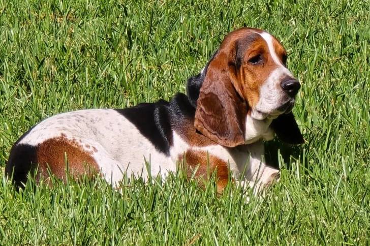 Un Basschshund allongé sur un terrain herbeux et semblant détendu 
