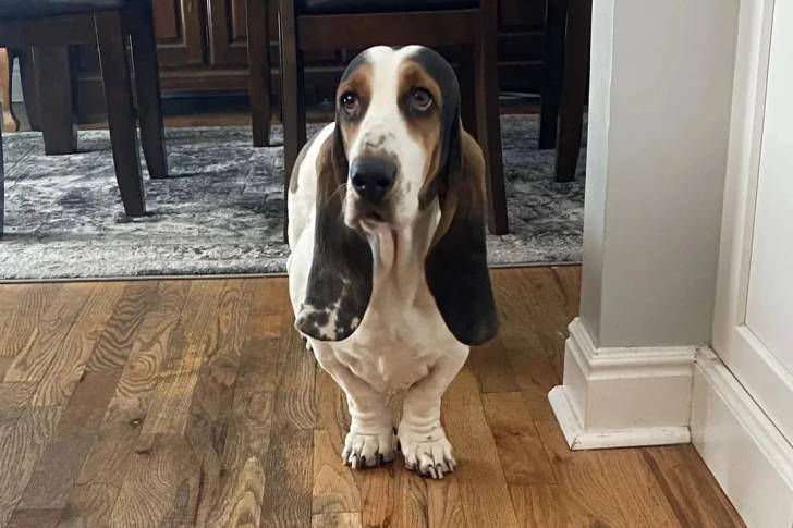 Un Basschshund sur un plancher et semblant détendu 