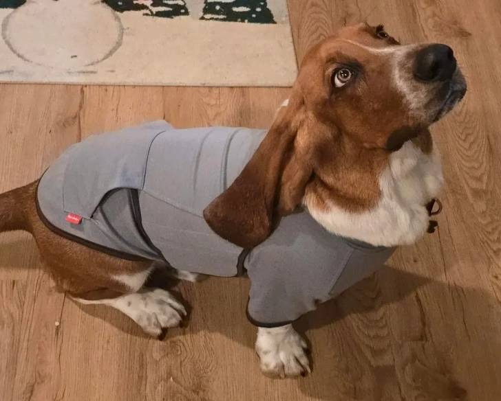 Un Basschshund assis sur un plancher et portant un habit pour chien 