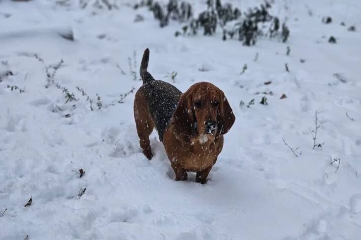 Un Basschshund sur une surface enneigée 