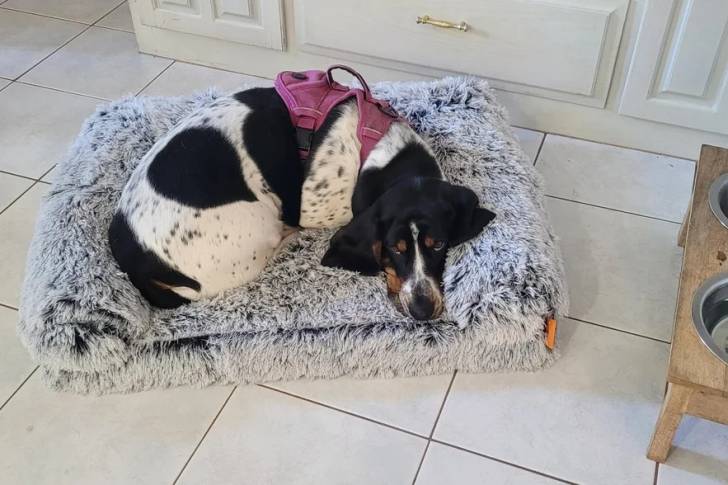 Un Basschshund allongé dans un panier et portant un harnais 