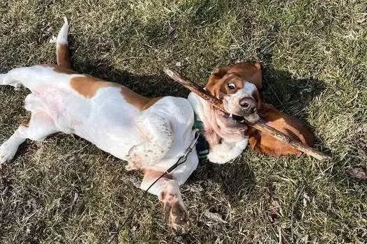 Un Basschshund ayant un bâton dans sa gueule et qui est tenu en laisse