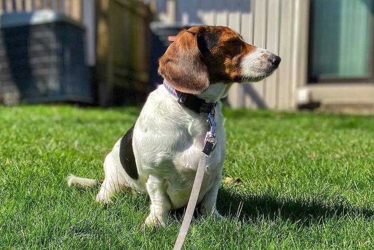 Un Basschshund assis sur un terrain herbeux et qui est tenu en laisse 