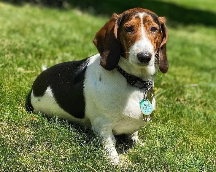 Un Basschshund sur une surface herbacée et portant un collier autour du cou