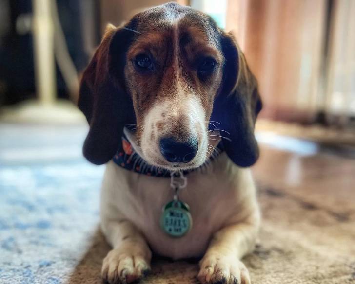 Un Basschshund allongé sur une moquette et portant un collier autour du cou