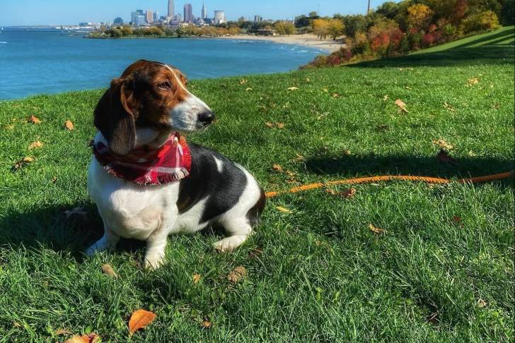 Un Basschshund allongé sur une surface herbacée et qui est tenu en laisse