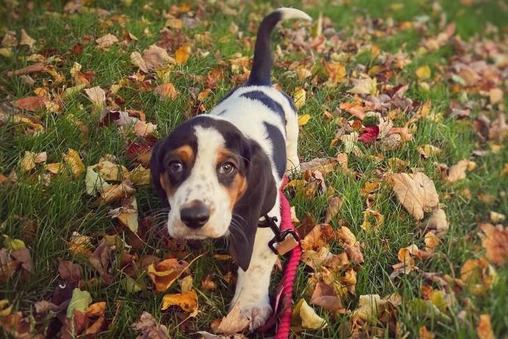 Un Basschshund sur un terrain herbeux et qui est tenu en laisse 