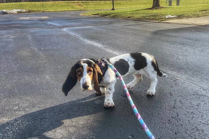 Un Basschshund sur une surface bitumée et qui est tenu en laisse 