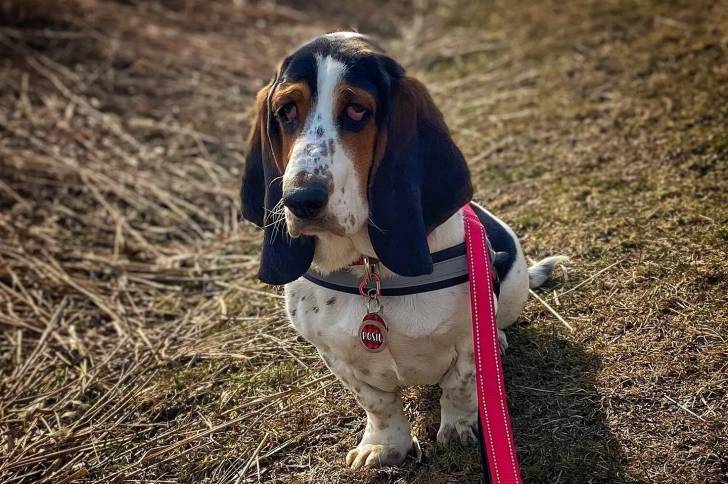Un Basschshund sur une surface herbacée et qui est tenu en laisse