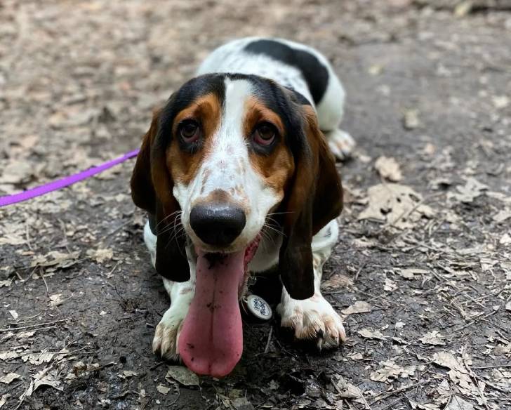 Un Basschshund ayant la langue et qui est tenu en laisse 