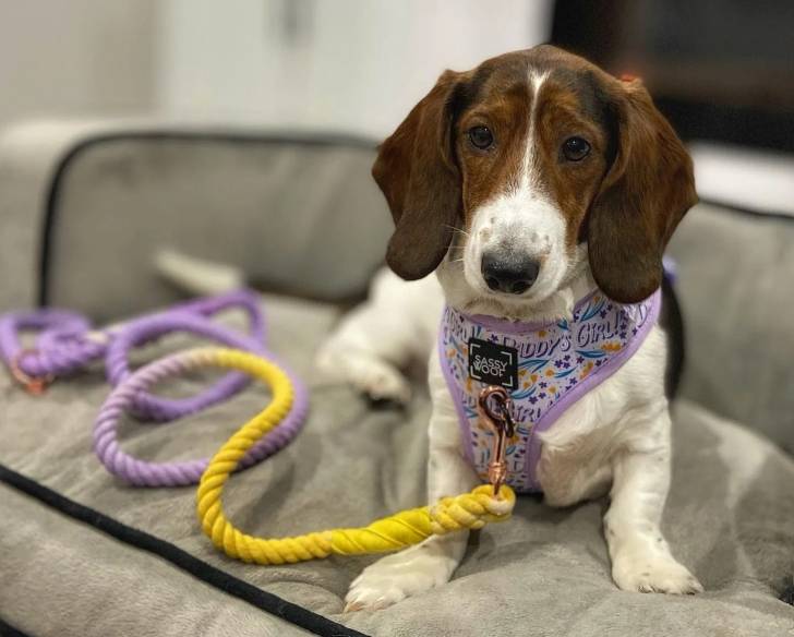 Un Basschshund allongé sur un canapé et qui est tenu en laisse 