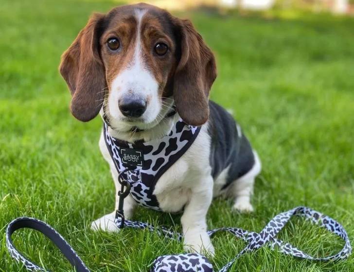 Un Basschshund assis sur une surface gazonnée et qui est tenu en laisse 