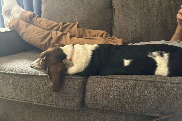 Un Basschshund allongé sur un canapé et portant un collier autour du cou