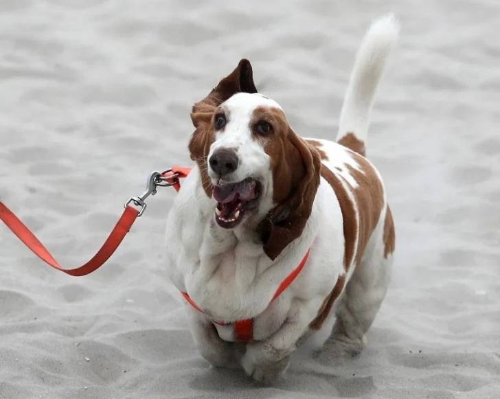 Un Basschshund courant sur une surface sableuse et qui est tenu en laisse 