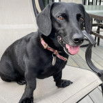 Un Dachsador assis sur une chaise et portant un collier autour du cou