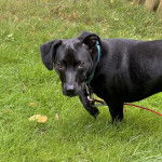 Un Dachsador sur une surface herbacée et qui est tenu en laisse 