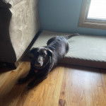 Un Dachsador allongé et portant un collier autour du cou