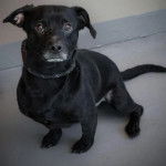 Un Dachsador assis sur une surface bétonnée et portant un collier autour du cou