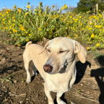 Un Dachsador sur une surface sableuse et semblant détendu 