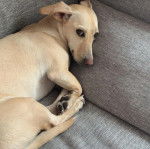 Un Dachsador allongé sur un canapé et regardant vers la caméra 