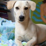 Un Dachsador allongé et regardant vers la caméra 