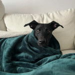 Un Dachsador allongé sur un lit et couvert par un drap 