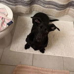 Un Dachsador assis sur un tapis et regardant la caméra 