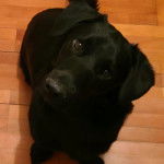 Un Dachsador assis sur un plancher et regardant vers la caméra 