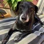 Un Dachsador allongé sur un transat et regardant vers la caméra