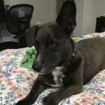 Un Dachsador allongé sur un lit et portant un collier autour du cou