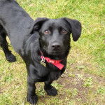 Un Dachsador sur une surface herbeuse et portant un collier autour du cou