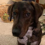 Un Dachsador assis sur une moquette et qui est tenu en laisse 