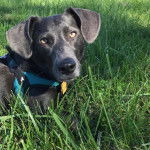 Un Dachsador allongé sur une surface herbacée et portant un harnais 