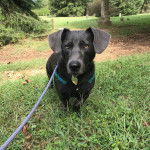 Un Dachsador sur une surface herbacée portant un harnais et qui est tenu en laisse 