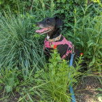 Un Dachsador assis sur une surface herbacée et qui est tenu en laisse 