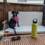 Un Dachsador assis sur un canapé portant un harnais et qui est tenu en laisse 