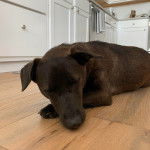 Un Dachsador allongé sur un plancher et semblant dormir 