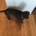 Un Dachsador tirant la langue et portant un collier autour du cou